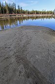 Traces of Castor on the banks of the Teslin River - Canada