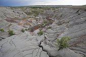 Eroded terrain with different geological strata - Canada ; This erosion resulted in the discovery of many dinosaur skeletons, making this region one of the world's largest fossil sites of these species