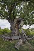 Fremont cottonwood - Provencial Dinosaur Park Canada