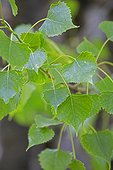 Foliage Fremont Cottonwood - Alberta Canada