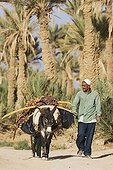 Harvest ripe dates in a palm grove - Tafilalt Morocco ; Palmeries of Rissani