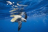 Olive ridley SeaTurtle in deep water - Eastern Pacific Ocean