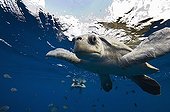 Olive ridley SeaTurtle in deep water - Eastern Pacific Ocean