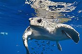 Olive ridley SeaTurtle in deep water - Eastern Pacific Ocean