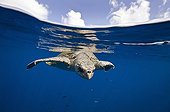 Olive ridley SeaTurtle in deep water - Eastern Pacific Ocean