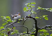 Red-breasted Flycatcher on a branch - Joensuu Finland