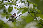 Red-breasted Flycatcher on a branch - Joensuu Finland