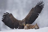 White-tailed eagle eating a red fox - Flatanger Norway