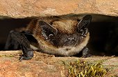 Savi's pipistrelle between rock - Galicia Spain 