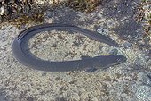 Conger Eel in a pool at low tide - Brittany France 