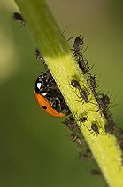 Sevenspotted ladybird and Aphids on a stem - Denmark 