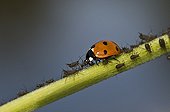 Sevenspotted ladybird and Aphids on a stem - Denmark 