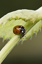 Sevenspotted ladybird and Aphid on a stem - Denmark 