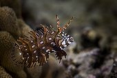 Juvenile Rockmover wrasse - Tahiti French Polynesia 