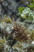Juvenile Rockmover wrasse - Tahiti French Polynesia 