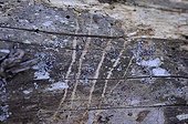 Traces of brown bear claws on a tree trunk - Slovenia