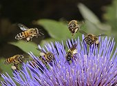 Honey Bees and Mining Bees on Artichoke flower - France 
