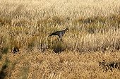 Secretary bird in the tall grass - Kalahari South Africa