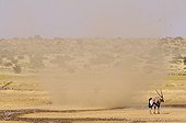 Oryx at the water and sand tornado - Kalahari desert 