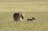 Lioness and cub in tall grass - Kalahari desert