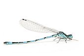 Southern Damselfly on white background 