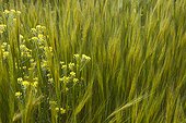 White mustard - Peloponnese Greece 