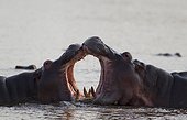 Hippopotamus "educational" play fight - Kruger South Africa ; Noticeable the larger size of the bull on the right.