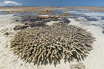 Hard coral on reef at low maréee - Ilot Amédé New Caledonia 