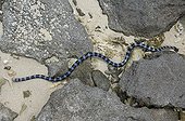 Blue-lipped sea krait between the rocks - New Caledonia 