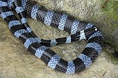 Blue-lipped sea krait flattened tail - New Caledonia 