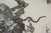 Yellow sea krait on sand - New Caledonia 
