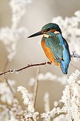 Common Kingfisher on frosty perch - Midlands Britain UK