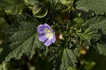 Apple-of-Peru flower - Denmark