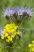 Lacy phacelia and white mustard in bloom in a garden