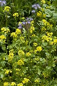 Lacy phacelia and white mustard in bloom in a garden