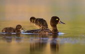 Female Tufted Duck swimming with a young on the back - GB