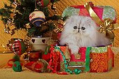 Persian kitten Chinchilla Blue Silver Shaded and Christmas decor ; Age: 11 weeks 