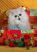 Persian kitten Chinchilla Blue Silver Shaded and Christmas decor ; Age: 11 weeks 