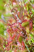 Crane Fly trapped by Roundleaf Sundew - Vosges France