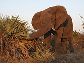 African Elephant destroys Lala Palm - Kruger South Africa 