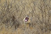 Lioness yawning in thick thornbushes- Kruger South Africa