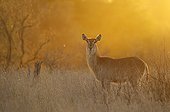 Common Waterbuck female at sunset - Kruger South Africa
