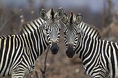 Burchell's  Zebra in burned savannah - Kruger South Africa