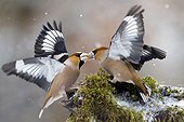 Fight Hawfinch in winter - Lorraine France
