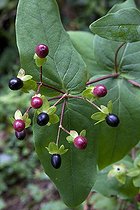 Albury purple in fruit in a garden