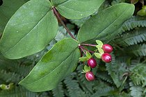 Albury purple in fruit in a garden