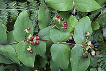 Albury purple in fruit in a garden