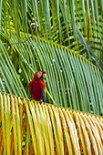 Scarlet Macaw on Palm - Costa Rica