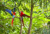 Scarlet macaws on a branch - Costa Rica