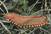 Bearded Fireworm - Bahamas